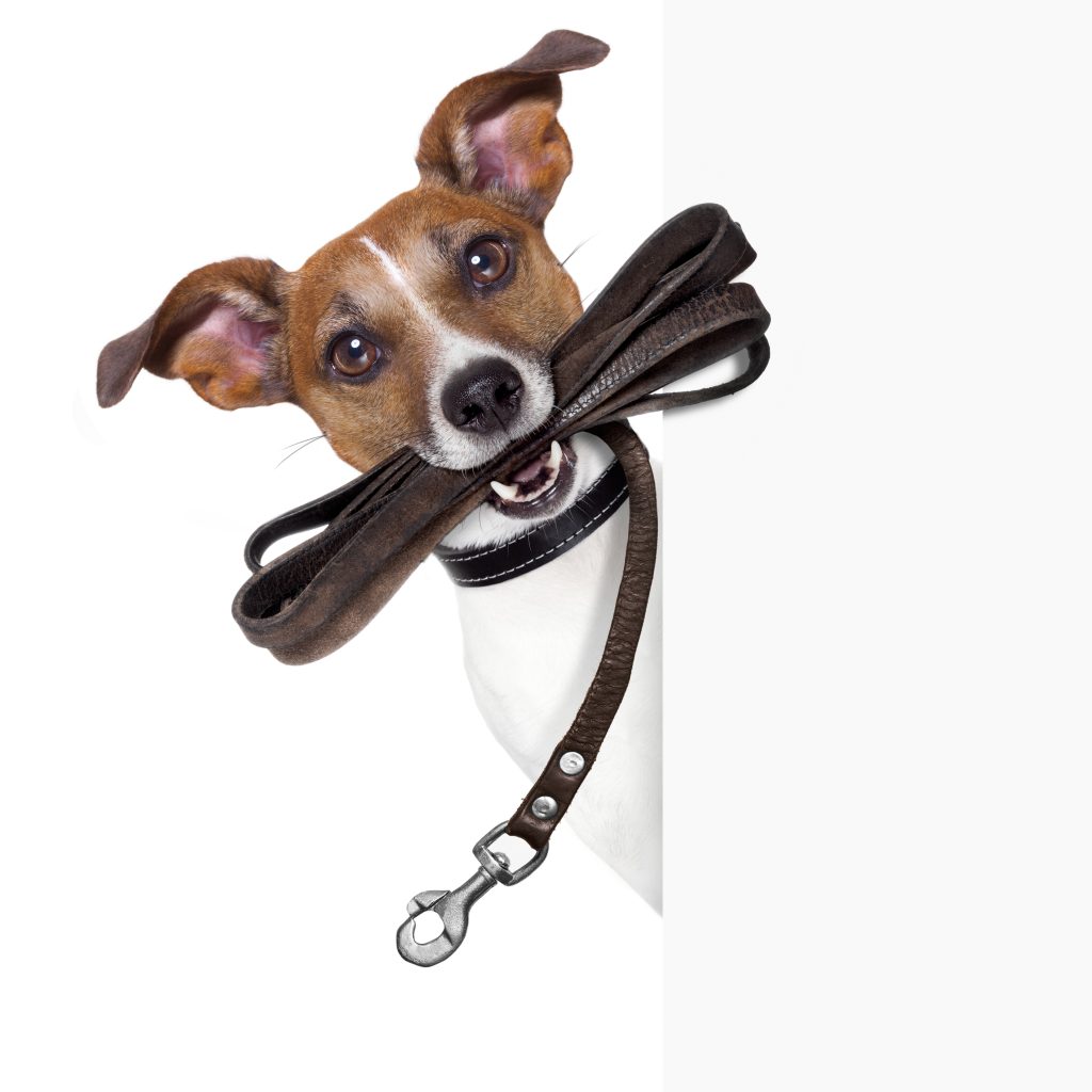 dog walking on leash
