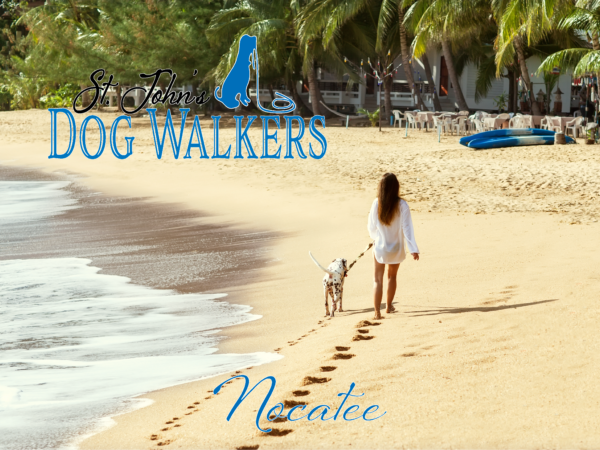 dog walking in nocatee