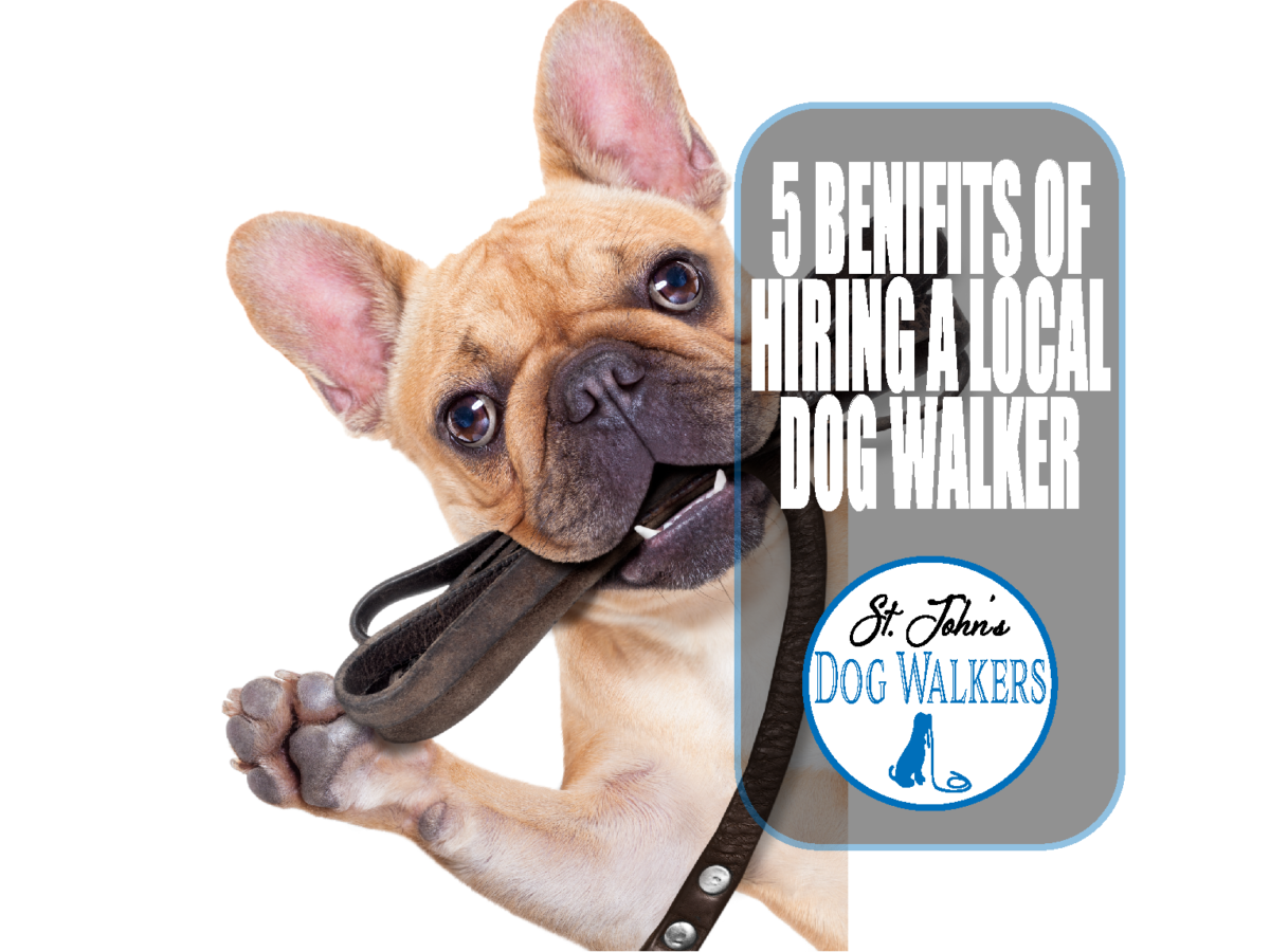 benefits of hiring a local dog walker