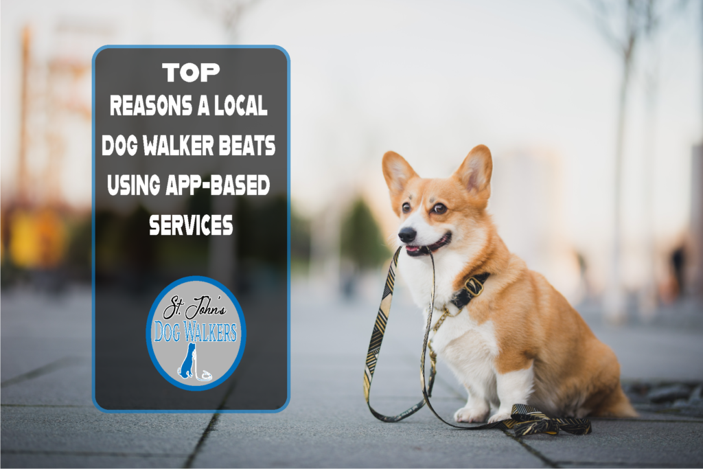 reasons hiring local dog walker beats using app based services